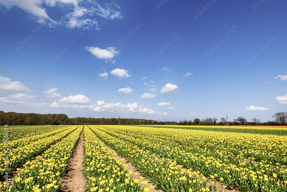 Fields of yellow tulips in spring