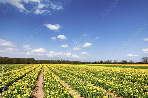 Canvastavla Fields of yellow tulips in spring