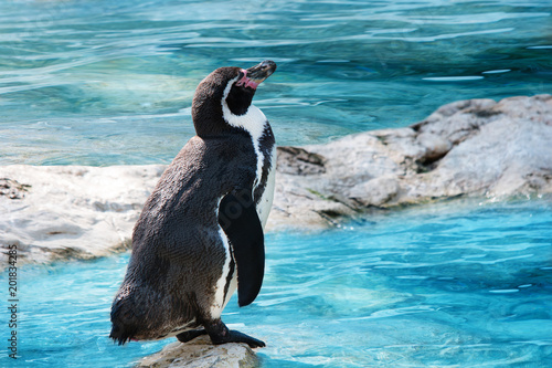 funny penguin standing