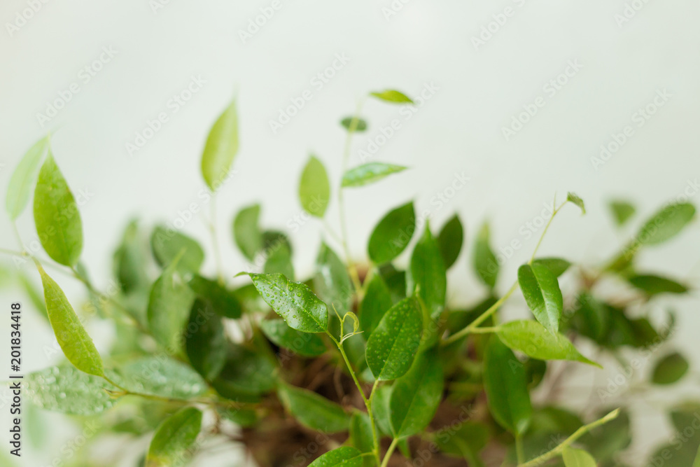 Green leaves Green leaves