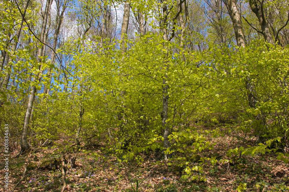 Green forest in the spring season