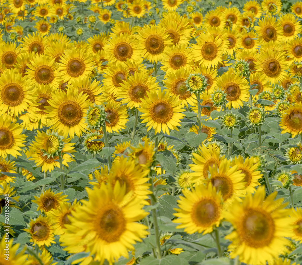 Sunflower field Sunflower field