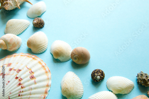 Seashells flat lay pattern on blue background  sea vacation background with copy space  top view