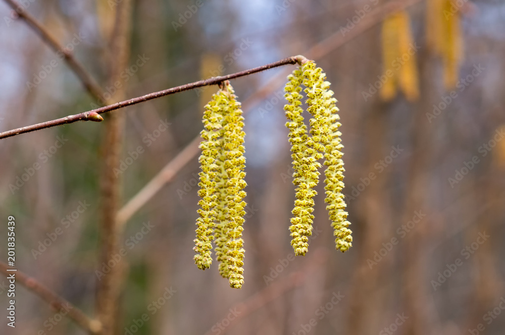 Yellow flowering earrings of an alder tree Alnus in early spring Yellow flowering earrings of an alder tree Alnus in early spring