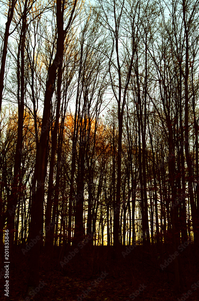Altenburg / Germany: Mystic atmosphere and colors in the urban forest in the deep December sun Altenburg / Germany: Mystic atmosphere and colors in the urban forest in the deep December sun
