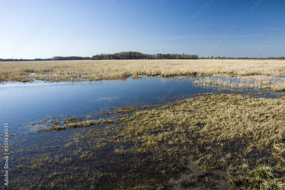 Water on the meadow, forest and blue sky