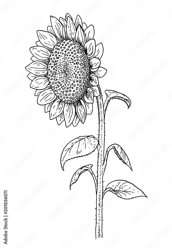 Sunflowers In Black And White
