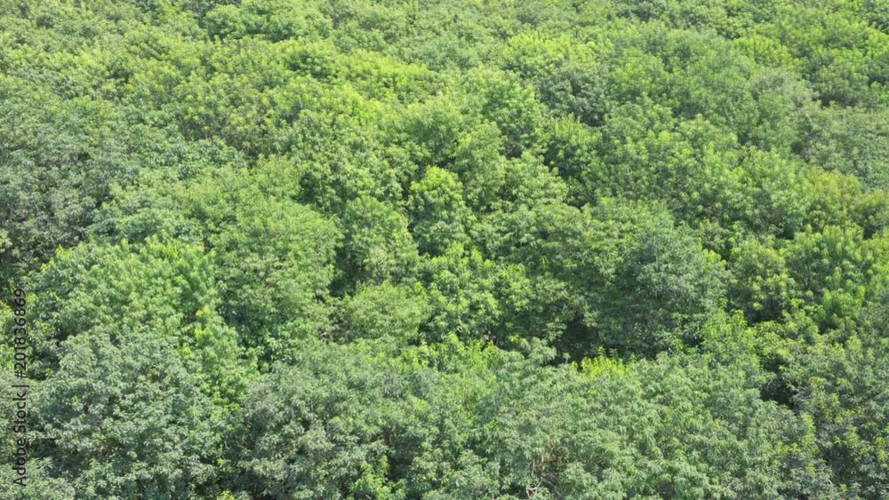 Top view of mangrove forest. Green trees swaying in wind Top view of mangrove forest. Green trees swaying in wind