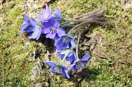 A small bouquet of the first spring blue forest flowers lies on the green moss