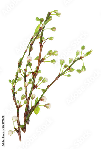 Four spring April cherry tree twigs with little flower buds