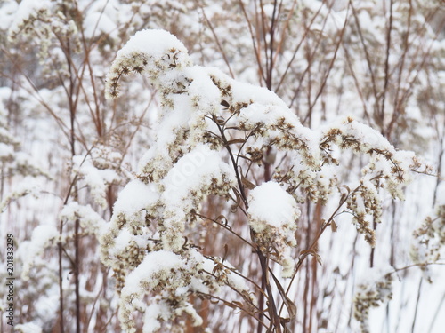 plant in a cold winter covered with snow