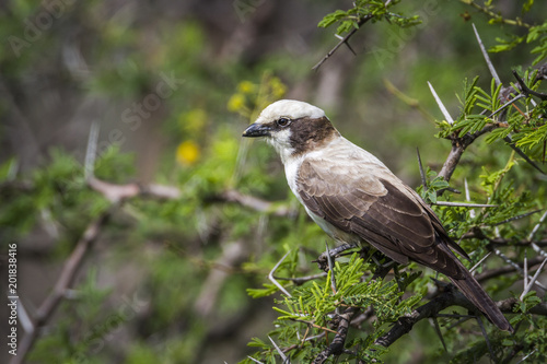 White crowned Shrike in Mapungubwe National park, South Africa