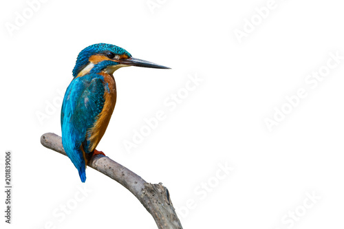 Fotografia, Obraz Colorful tiny bird
