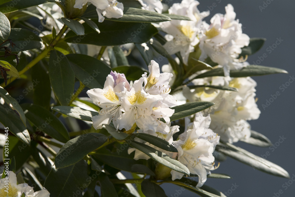 Rhododendron Rhododendron