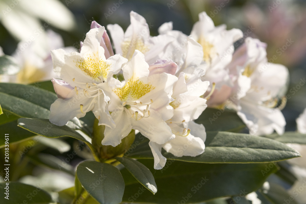 Rhododendron Rhododendron