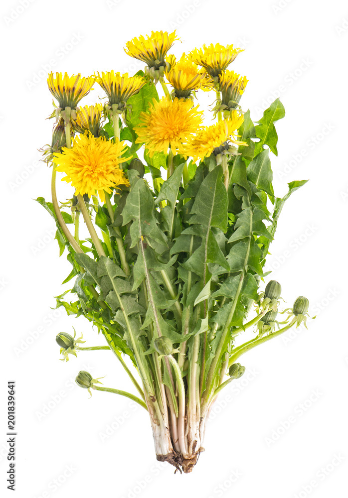 Fototapeta premium Kwiaty mniszka lekarskiego zielone liście Taraxacum officinale