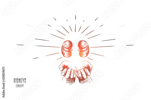 Kidneys concept. Hand drawn human kidneys anatomy in hands. Human organs kidney, anatomy icon isolated vector illustration.