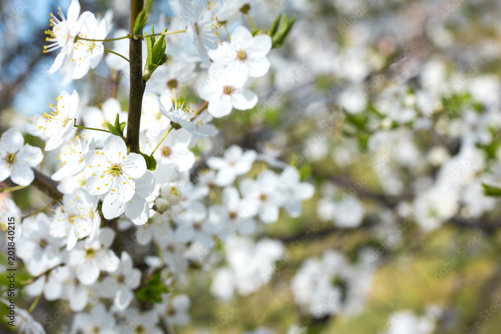 Branch of fresh blooming cherry tree. Spring flowers background.