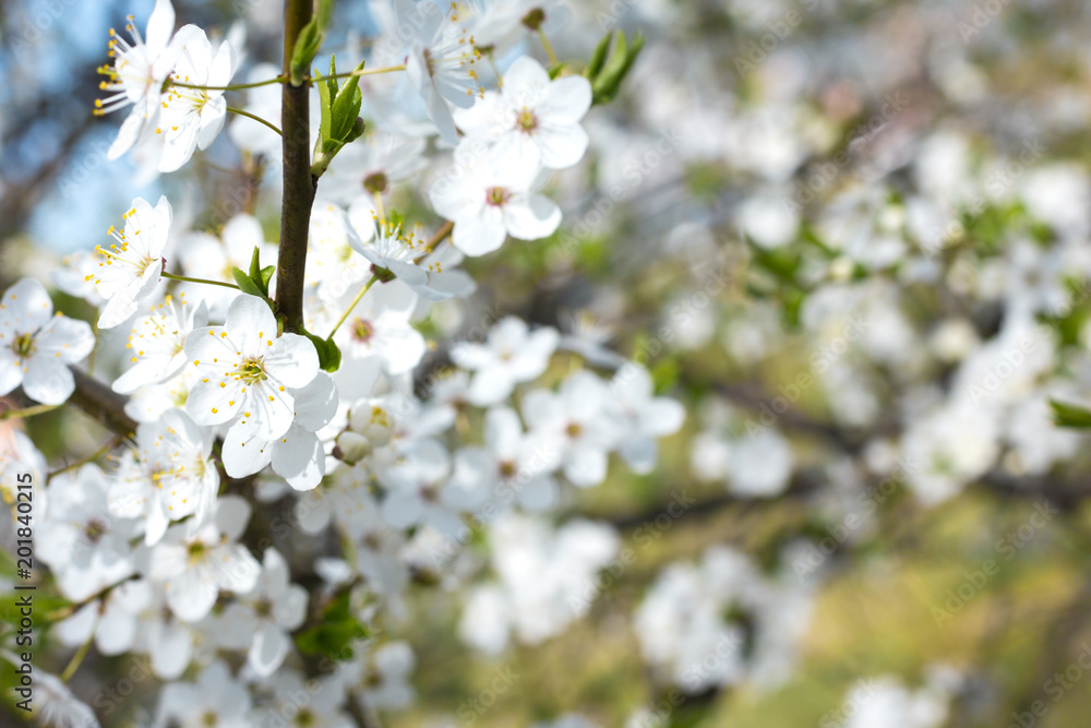Branch of fresh blooming cherry tree. Spring flowers background. Branch of fresh blooming cherry tree. Spring flowers background.
