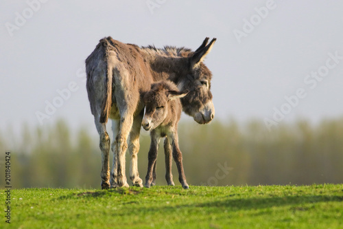 Grey baby donkey and mother on the spring meadow