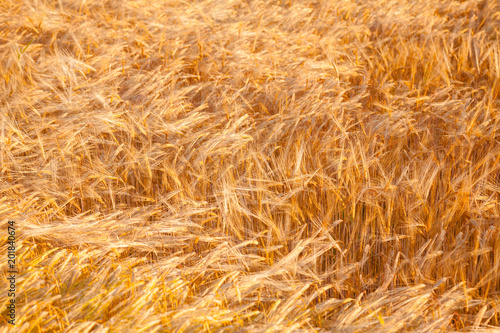 Golden barley field agricultural background