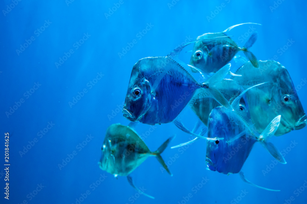 Naklejka premium selene vomer fish