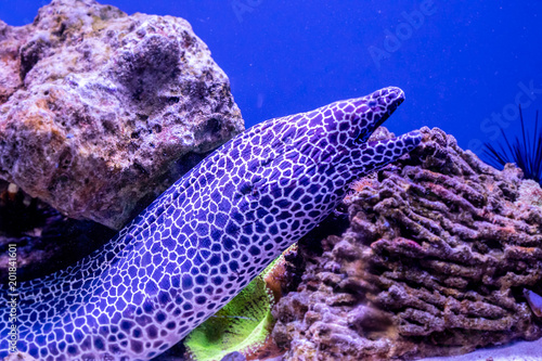 leopard moray eel fish