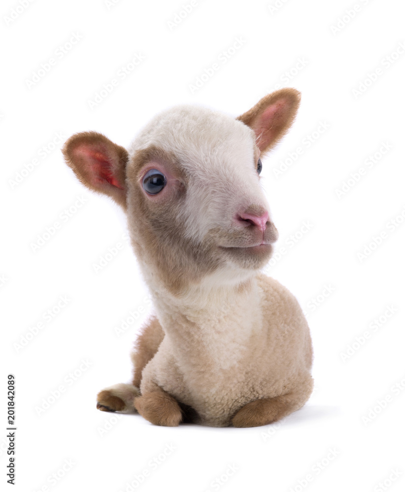 Naklejka premium sheep