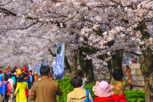大阪の桜 © beeboys