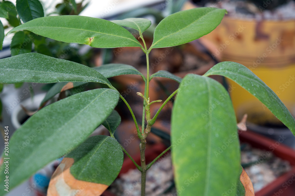 Lychee plant growing indoors, green foliage of tropical plant with dried tips of leaves Lychee plant growing indoors, green foliage of tropical plant with dried tips of leaves