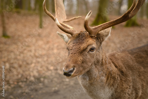 Fallow deer - Dama dama, alone in park, early spring