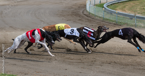 Racing greyhounds