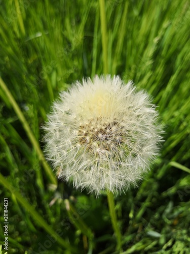 Fototapeta Naklejka Na Ścianę i Meble -  Pissenlit 