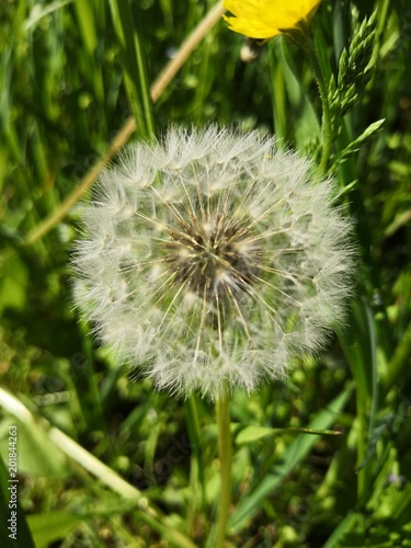 Fototapeta Naklejka Na Ścianę i Meble -  Pissenlit 