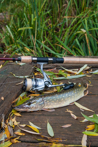 Freshwater pike and fishing equipment lies on wooden background with yellow leaves..