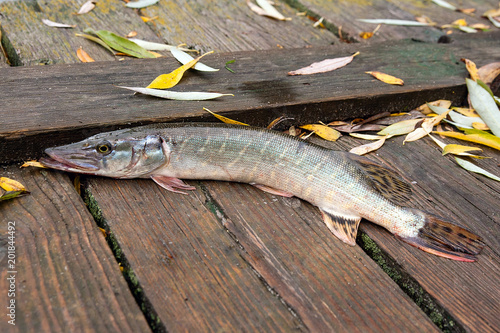 Freshwater pike on wooden background with yellow leaves.