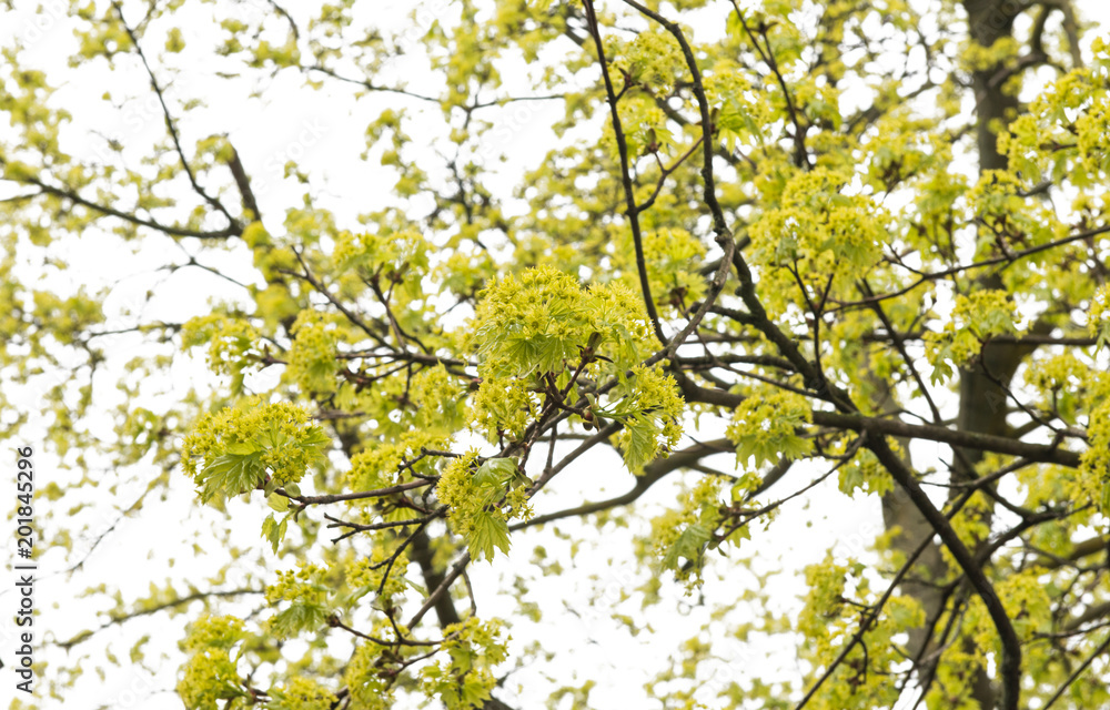 tree of blossoming maple tree of blossoming maple