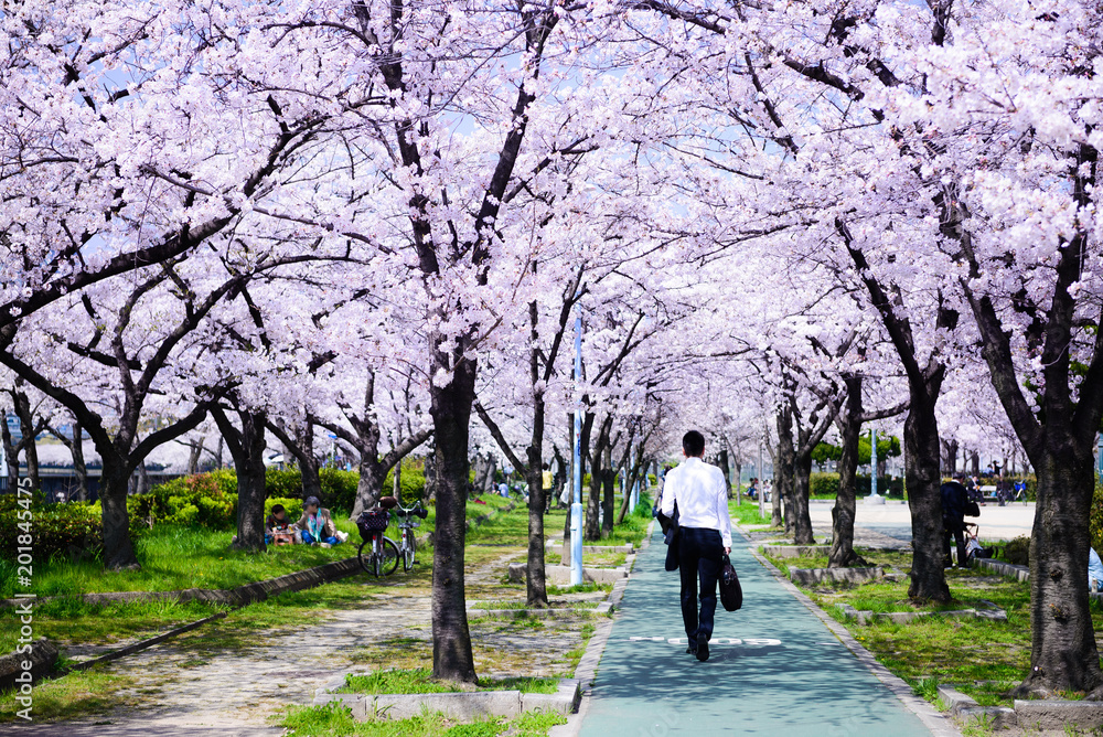 ビジネスマンと桜のトンネル