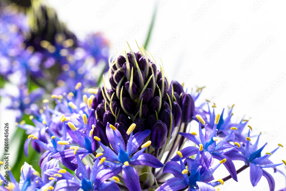 白背景の紫の花シラー ペルビアナ Stock Photo Adobe Stock