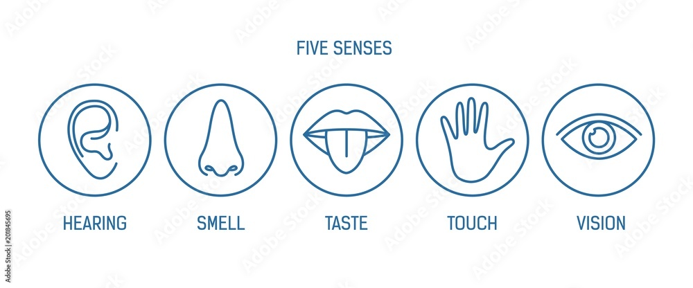 Collection of 5 senses - hearing, smell, taste, touch, vision. Bundle of human sensory organs drawn with contour lines inside round frames. Monochrome vector illustration in modern lineart style. Collection of 5 senses - hearing, smell, taste, touch, vision. Bundle of human sensory organs drawn with contour lines inside round frames. Monochrome vector illustration in modern lineart style.