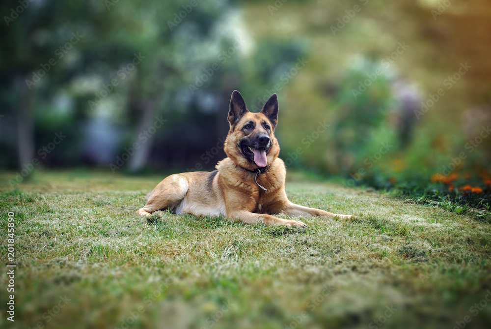 Dog German Shepherd lying on green grass in the garden. Comfort home zone. Domestic pets