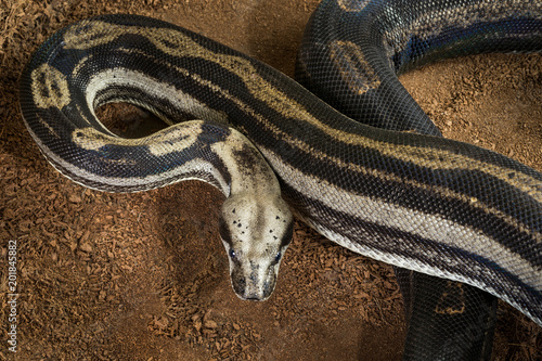 Close up of Boa constrictor imperator – mutational form Motley - Snow – female