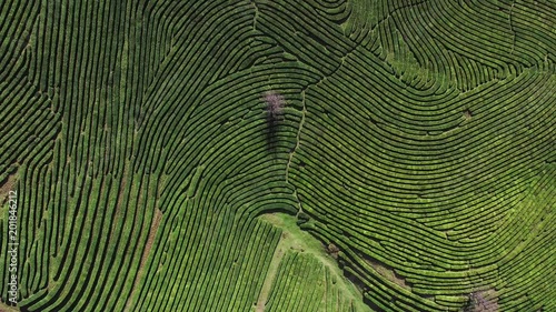 Shot from the drone flying above tea plantation on mountains. Rotating above gigantic maze of bushes. photo