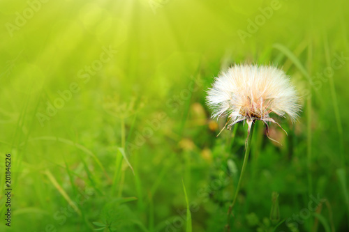 Fototapeta Naklejka Na Ścianę i Meble -  Dandelion isolated on green.
