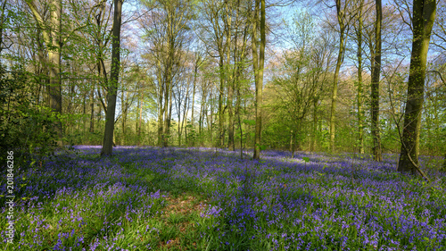 Afternoon light on bluebells in the shade of trees in Micheldever Woods, Hampshire, UK