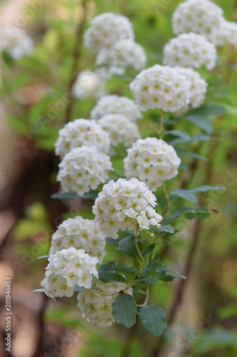 Spiraea cantoniensis / コデマリ(小手毬)の花