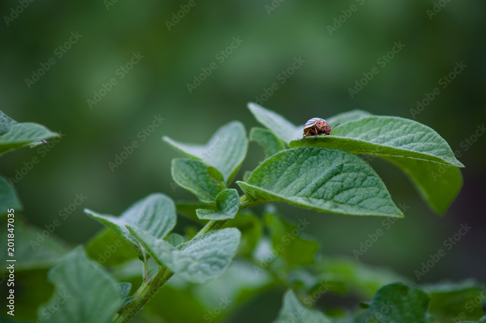Colorado beetle on a sheet of potato bush in the garden. A dangerous pest for agriculture. Colorado beetle on a sheet of potato bush in the garden. A dangerous pest for agriculture.
