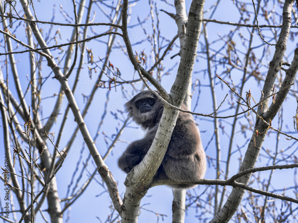 Fototapeta premium A male rare Silver Gibbon, Hylobates moloch, sitting on a tree