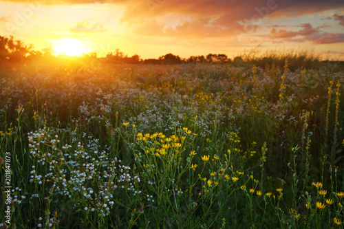 Wildflowers
