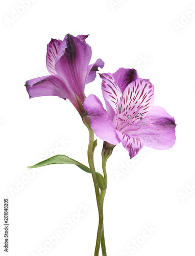 Alstroemeria